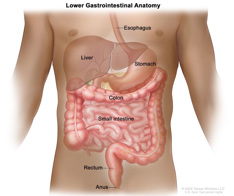 Intestinal Track image